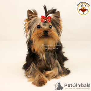 Foto №3. Reinrassiger Yorkshire Terrier Welpe. Internationale Dokumente der KSU.. Ukraine