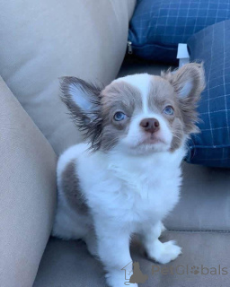 Foto №1. chihuahua - zum Verkauf in der Stadt Manchester | verhandelt | Ankündigung № 166828