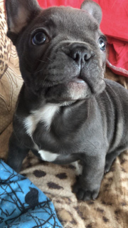 Foto №3. Welpen der blauen Farbe.. Ukraine