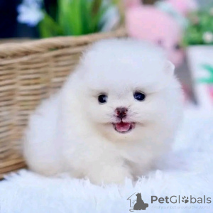 Foto №2 zu Ankündigung № 161936 zu verkaufen  - einkaufen Spanien 