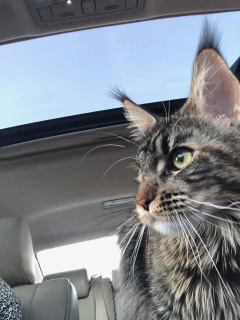 Foto №2. Dienstleistungen für die Lieferung und den Transport von Katzen und Hunden in Russische Föderation. Price - Verhandelt. Ankündigung № 1795