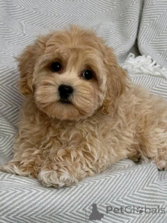 Foto №1. cavalier king charles spaniel, pudel (royal), pudel (toy) - zum Verkauf in der Stadt Weißwasser | verhandelt | Ankündigung № 151113