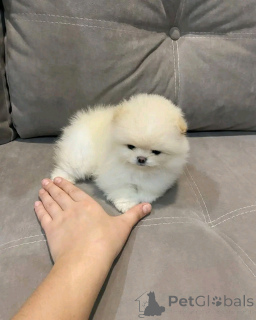 Foto №3. Teetasse pommerianischer Welpe zur Adoption. USA