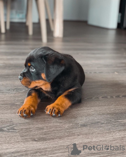 Foto №4. Ich werde verkaufen rottweiler in der Stadt Gothenburg. züchter - preis - 473€