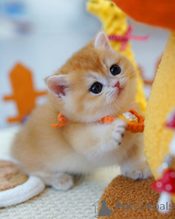 Foto №2 zu Ankündigung № 165878 zu verkaufen britisch kurzhaar - einkaufen Belgien züchter