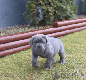 Foto №4. Ich werde verkaufen cane corso italiano in der Stadt Alavus. quotient 	ankündigung - preis - 581€