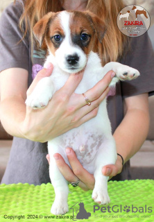 Foto №1. jack russell terrier - zum Verkauf in der Stadt Paniówki | 1600€ | Ankündigung № 107631