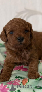 Foto №1. pudel (toy) - zum Verkauf in der Stadt Vilovo | verhandelt | Ankündigung № 139051