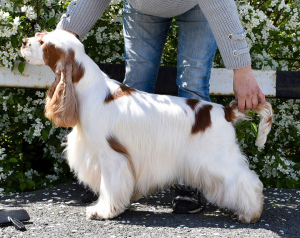 Foto №4. Ich werde verkaufen english cocker spaniel in der Stadt Tscheljabinsk. vom kindergarten - preis - 313€