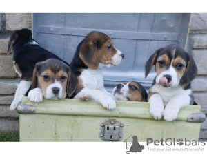 Foto №1. beagle - zum Verkauf in der Stadt San Cristobal | Frei | Ankündigung № 9927