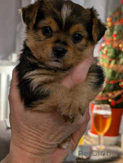 Foto №2 zu Ankündigung № 173358 zu verkaufen yorkshire terrier - einkaufen Zypern 