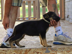Foto №2 zu Ankündigung № 168846 zu verkaufen deutscher schäferhund - einkaufen Großbritannien 
