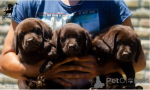 Foto №2 zu Ankündigung № 138369 zu verkaufen labrador retriever - einkaufen Serbien 