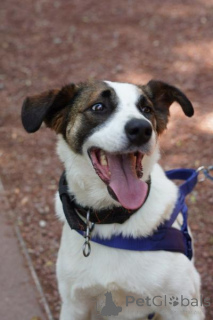 Foto №3. Lernen Sie den unglaublich ruhigen und klugen Arnie kennen!. Russische Föderation