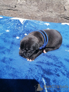 Foto №2 zu Ankündigung № 52008 zu verkaufen cane corso italiano - einkaufen Ukraine quotient 	ankündigung