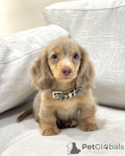 Foto №1. dackel - zum Verkauf in der Stadt Brüssel | verhandelt | Ankündigung № 156453