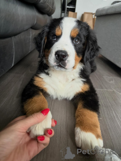 Foto №2 zu Ankündigung № 168565 zu verkaufen berner sennenhund - einkaufen Deutschland züchter