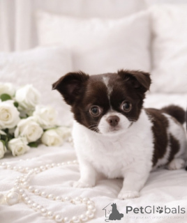 Foto №3. VIP-Schönheit mit blauen Augen!. Ukraine