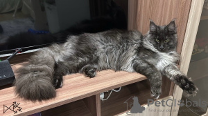 Foto №1. maine-coon-katze - zum Verkauf in der Stadt Ufa | verhandelt | Ankündigung № 115139