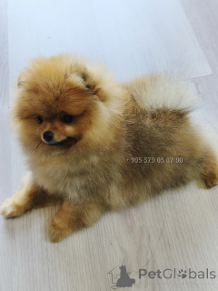 Foto №2 zu Ankündigung № 163833 zu verkaufen pommersche spitz - einkaufen Georgien quotient 	ankündigung, vom kindergarten, züchter