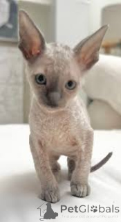 Foto №3. Cornish Rex-Kätzchen zu verkaufen. Frankreich