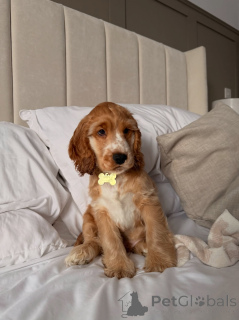 Foto №1. amerikanischer cocker spaniel - zum Verkauf in der Stadt Capelle aan den Ijssel | verhandelt | Ankündigung № 177755