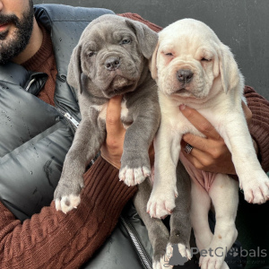 Foto №2 zu Ankündigung № 176442 zu verkaufen cane corso italiano - einkaufen Deutschland züchter