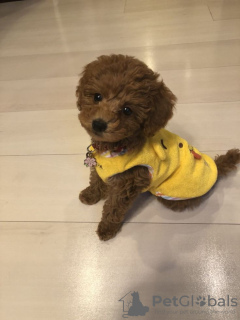 Foto №2 zu Ankündigung № 132983 zu verkaufen pudel (zwerg) - einkaufen USA 