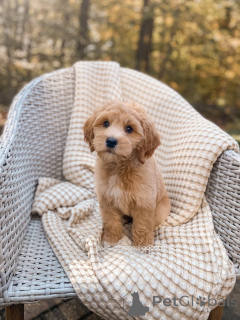 Foto №3. Lernen Sie Oliver kennen, den cleveren kleinen Entdecker mit einem Herz aus. Deutschland