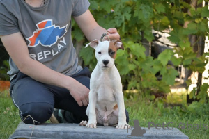 Foto №4. Ich werde verkaufen amerikanischer staffordshire terrier in der Stadt Kragujevac.  - preis - verhandelt