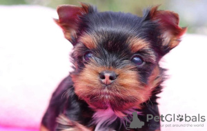 Foto №1. chihuahua, yorkshire terrier - zum Verkauf in der Stadt Berlin | 284€ | Ankündigung № 97259