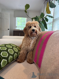 Foto №2 zu Ankündigung № 159637 zu verkaufen labradoodle - einkaufen Italien quotient 	ankündigung