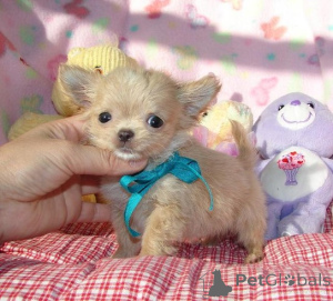 Foto №4. Ich werde verkaufen chihuahua in der Stadt Dayton.  - preis - verhandelt