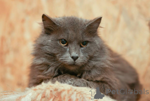 Foto №1.  - zum Verkauf in der Stadt Chimki | Frei | Ankündigung № 165036