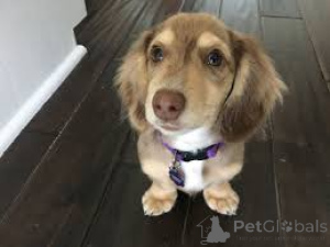 Foto №4. Ich werde verkaufen dackel in der Stadt Киль.  - preis - verhandelt