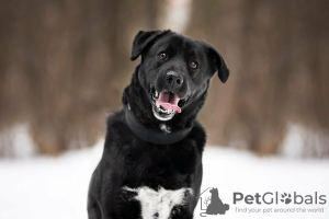 Zusätzliche Fotos: Der schwarze Held Max ist in guten Händen