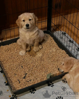 Foto №2 zu Ankündigung № 131370 zu verkaufen golden retriever - einkaufen Österreich quotient 	ankündigung