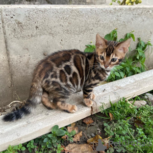 Foto №4. Ich werde verkaufen bengal katzenrasse in der Stadt Daugavpils. quotient 	ankündigung, vom kindergarten, züchter - preis - verhandelt