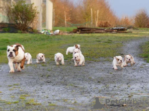 Foto №4. Ich werde verkaufen englische bulldogge in der Stadt Zele. quotient 	ankündigung - preis - 1200€