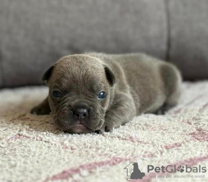 Foto №1. französische bulldogge - zum Verkauf in der Stadt Seydisfjordur | verhandelt | Ankündigung № 116782