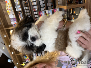 Foto №4. Ich werde verkaufen shih tzu in der Stadt Haifa. quotient 	ankündigung, züchter - preis - verhandelt