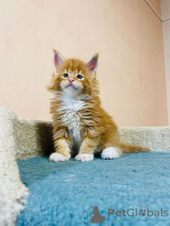 Foto №2 zu Ankündigung № 125718 zu verkaufen maine-coon-katze - einkaufen Deutschland quotient 	ankündigung