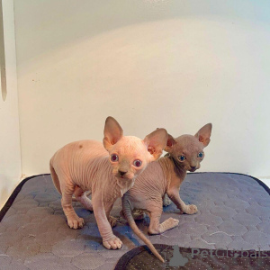 Foto №2 zu Ankündigung № 135882 zu verkaufen sphynx-katze - einkaufen USA 