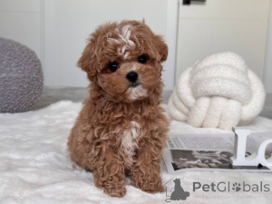 Foto №2 zu Ankündigung № 145973 zu verkaufen maltipu - einkaufen Australien züchter