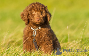 Foto №3. Wunderschöne Labradoodles zu verkaufen. Deutschland