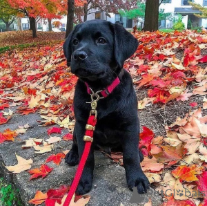 Foto №3. Labrador Retriever-Welpen, männlich und weiblich, verfügbar. Großbritannien