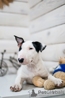 Foto №1. bullterrier - zum Verkauf in der Stadt Несвиж | 852€ | Ankündigung № 80044