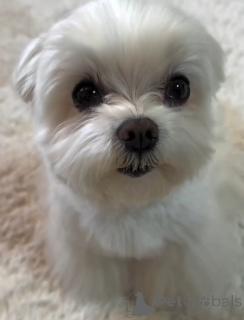 Foto №1. malteser - zum Verkauf in der Stadt Alavus | 450€ | Ankündigung № 164462