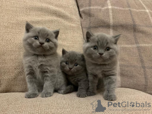 Foto №2 zu Ankündigung № 132163 zu verkaufen  - einkaufen Schweiz 