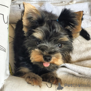 Foto №1.  - zum Verkauf in der Stadt Manchester | Frei | Ankündigung № 163243